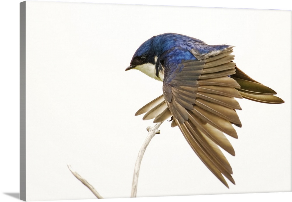 George Reifel Migratory Bird Sanctuary, BC, Canada. Tree swallow stretching wings.