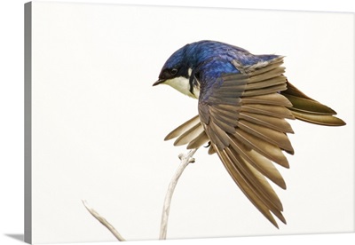 George Reifel Migratory Bird Sanctuary, BC, Canada, Tree Swallow Stretching Wings