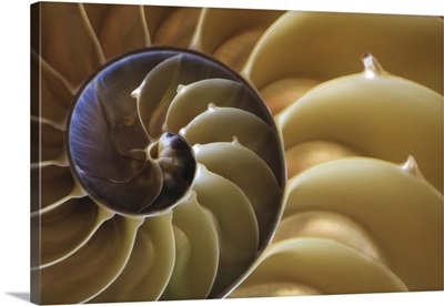 Georgia, Abstract of a nautilus shell