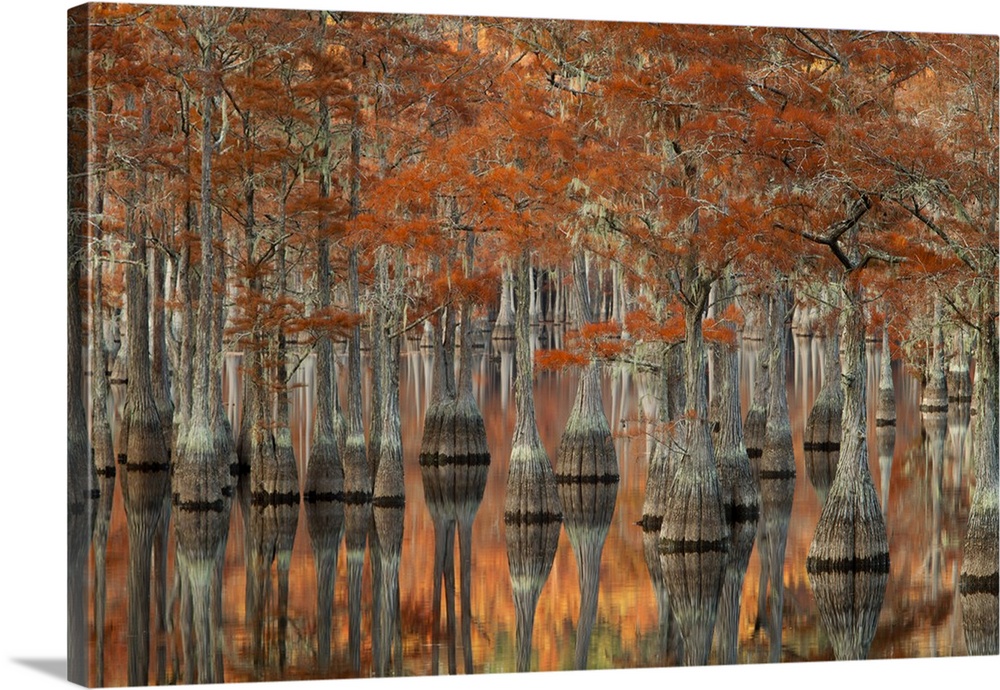 USA, Georgia, Autumn, cypress trees at George Smith State Park.