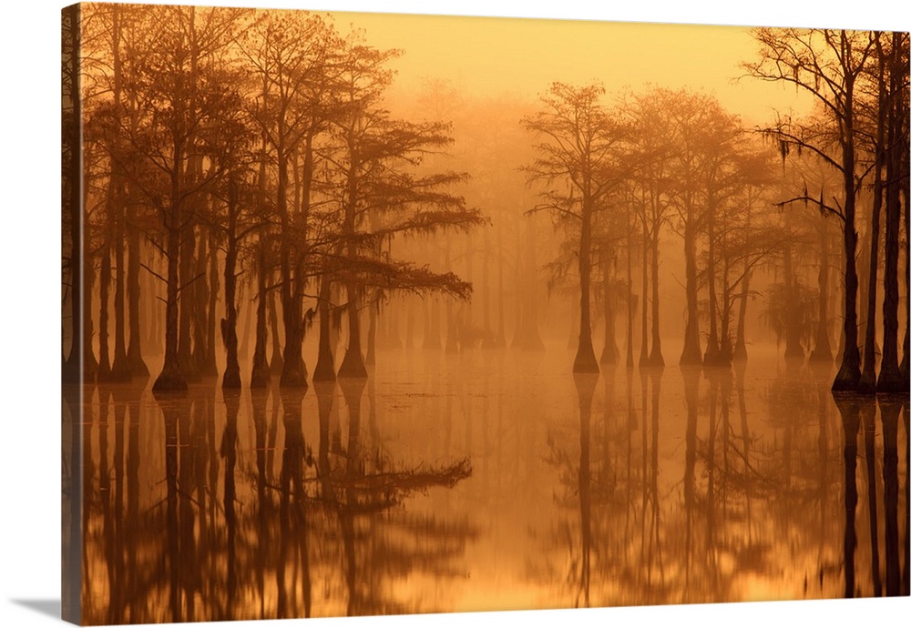 USA, Georgia, Fall cypress trees in the fog at George Smith State Park.