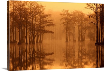 Georgia, Fall cypress trees in the fog at George Smith State Park