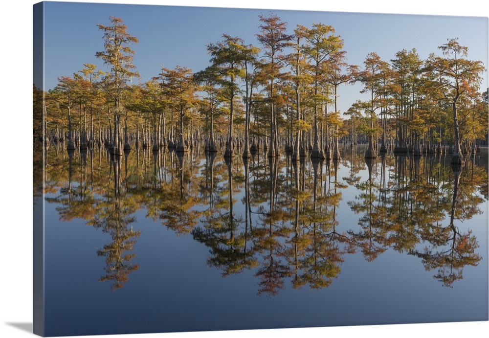 North America, USA, Georgia, George L. Smith State Park, Pond Cyprus (Taxodium ascendens) in early morning light