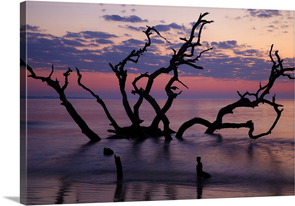 USA, Georgia, Jekyll Island, Driftwood Beach at sunrise.