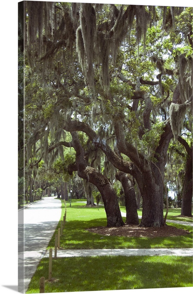 Jekyll Island. Southern Live Oak tree covered in Spanish moss