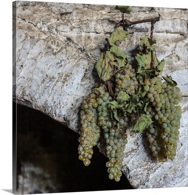 Georgia, Kakheti, Grapes hanging on an archway at a winery