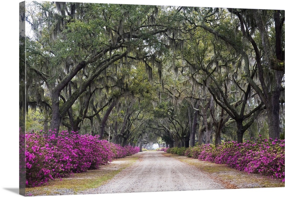 Savannah. Bonaventure Cemetery with Azaleas blooming in