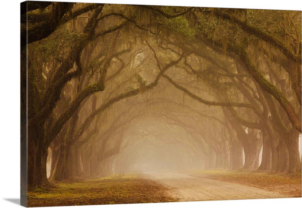USA, Georgia, Savannah, Fog and Oak trees along drive at Wormsloe Plantation.