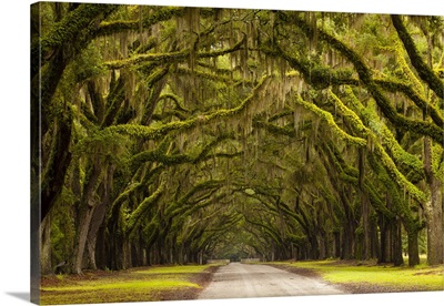 Georgia, Savannah, Oak lined drive at Wormsloe Plantation