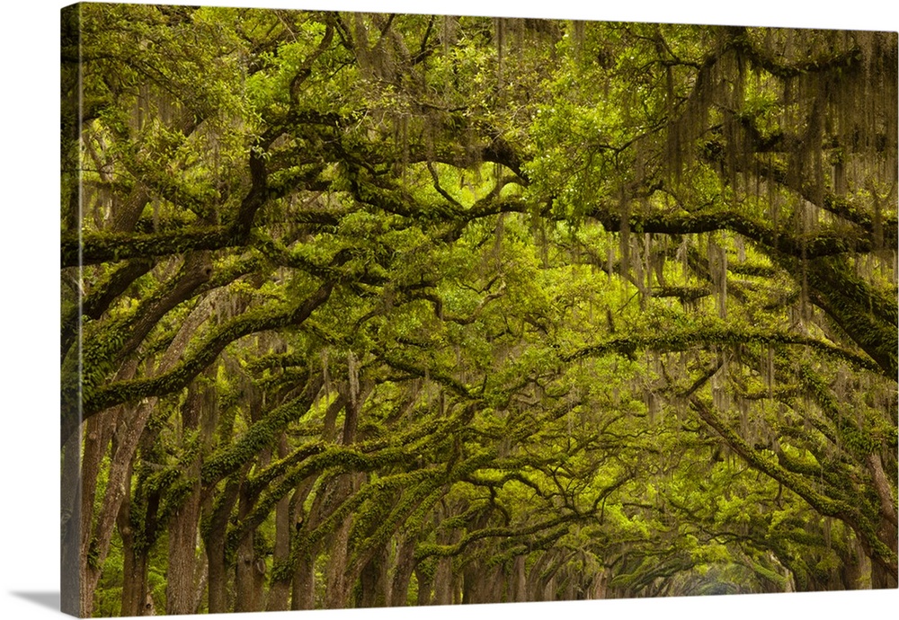 USA; Georgia; Savannah; Oaks covered  in Spanish moss and resurrection ferns at  Historic Wormsloe Plantation.