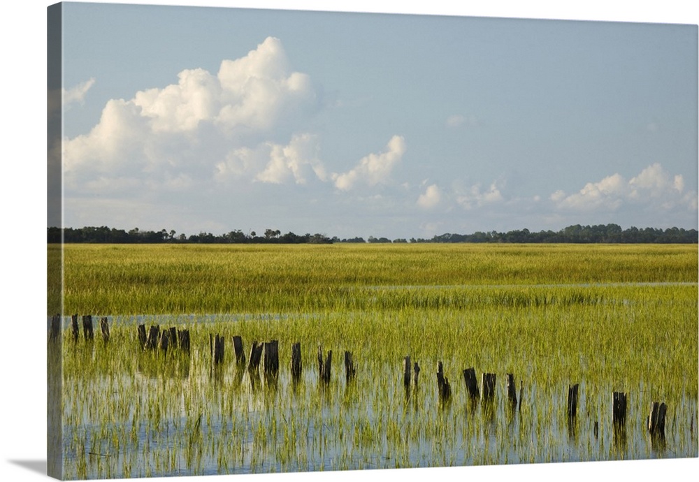 USA, Georgia, Savannah, Tidal marsh with pilings.