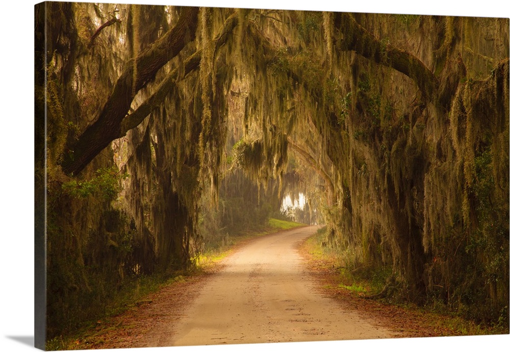 USA; Georgia; Savannah; Savannah Wildlfe Refuge; Moss draped oaks along drive at Savannah National Wildlife Refuge.