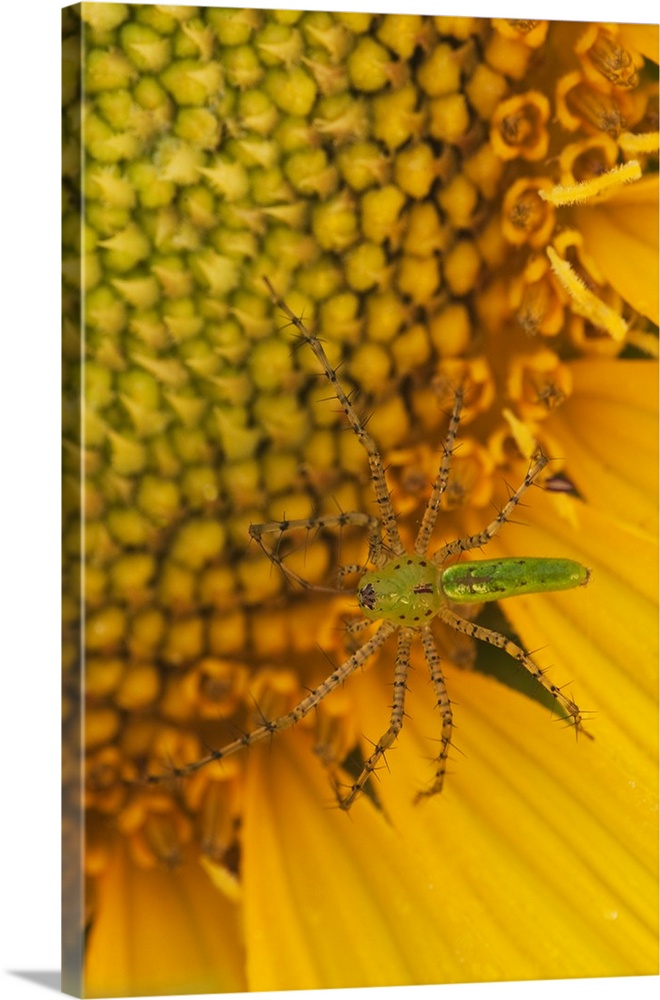 North America, USA, Georgia. Sunflower with Lynx spider.