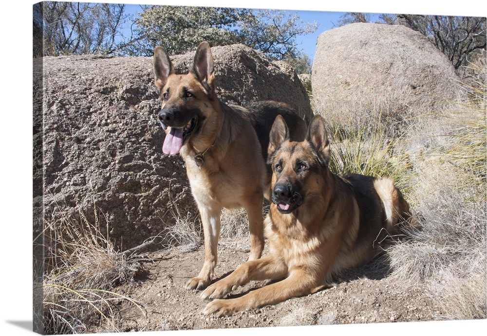 German Shepherds at desert park.