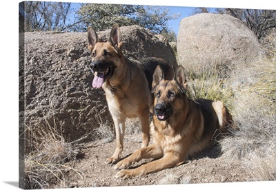 German Shepherds at Desert Park