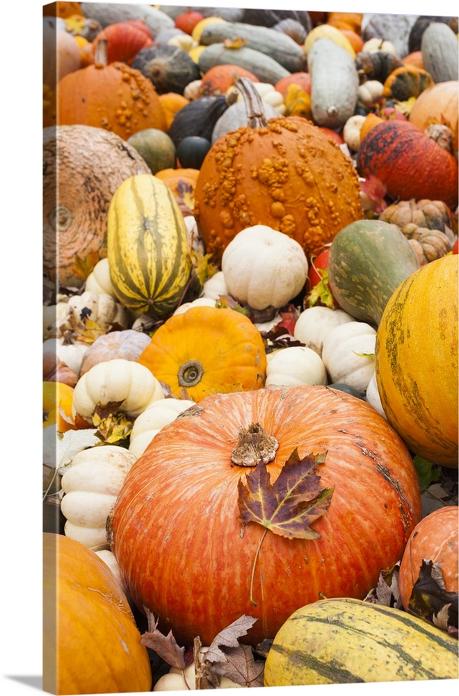 Germany, Baden-Wurttemburg, Ludwigsburg, fall festival, pumpkins.