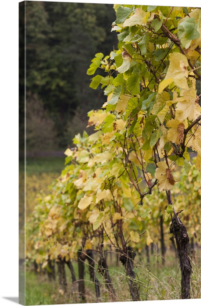 Germany, Baden-Wurttemburg, Badische Weinstrasse, Baden Vineyards, Neuweier, vineyards in the fall.
