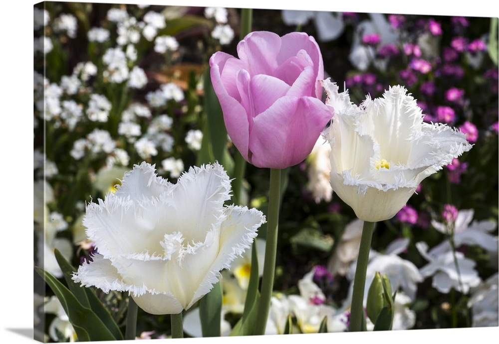 Germany, Freinsheim, Flowers (Two Whites and a Pink).