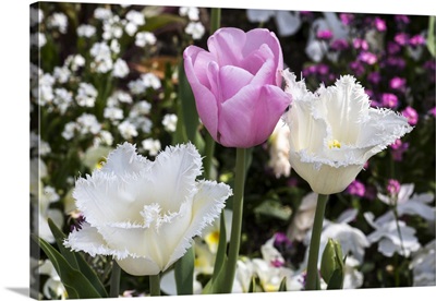 Germany, Freinsheim, Flowers (Two Whites And A Pink)