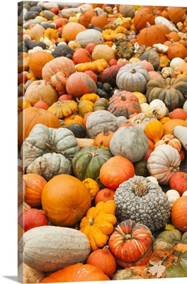 Germany, Ludwigsburg, Bluhendes Barock Gardens, fall, pumpkins