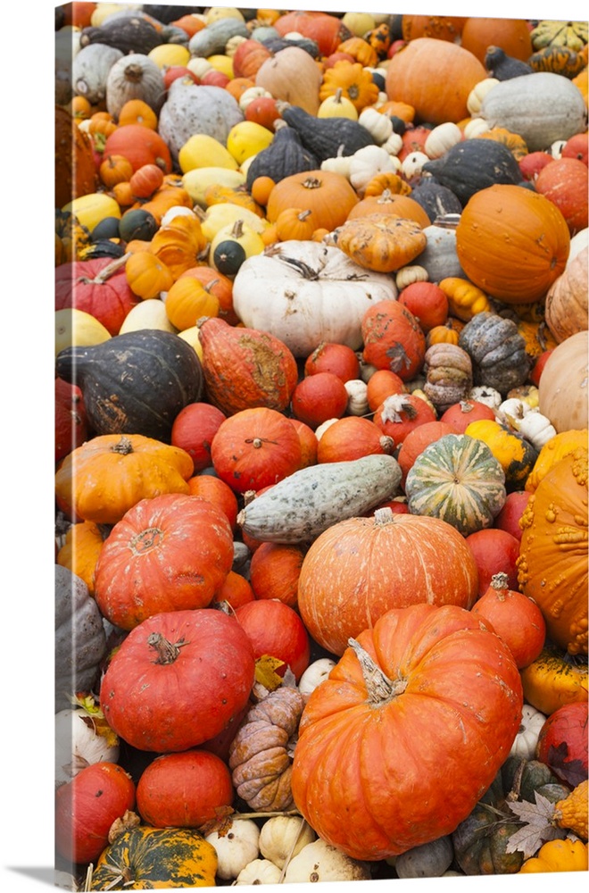 Germany, Ludwigsburg, Bluhendes Barock Gardens, fall, pumpkins.