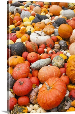 Germany, Ludwigsburg, Bluhendes Barock Gardens, fall, pumpkins