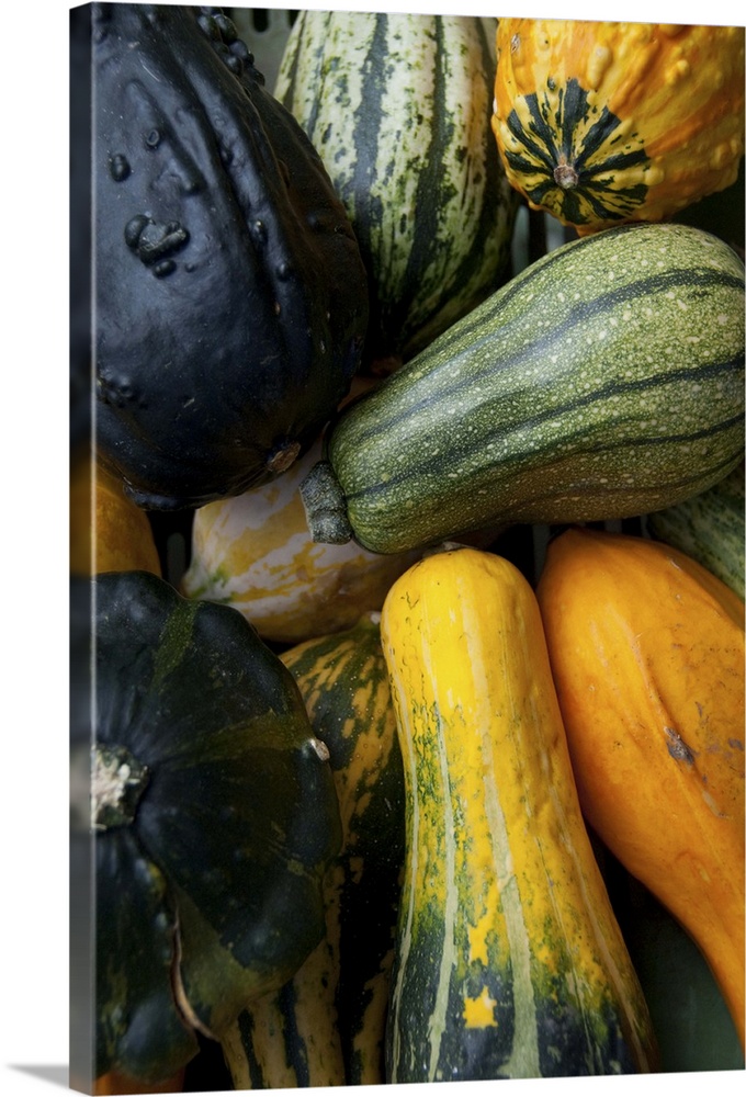 Germany, Passau, Open-air farmer's market, colorful fall squash and gourds