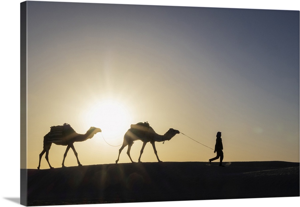Ghlissia, Kebili, Tunisia. Man leading camels across sand dunes at sunset in the Sahara Desert.