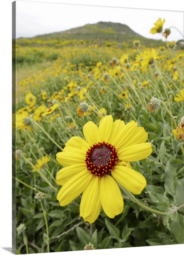 Giant coreopsis (Coreopsis gigantea), also known as Dr. Seuss plant blooming in Pt. Dune State Park, Santa Monica National...