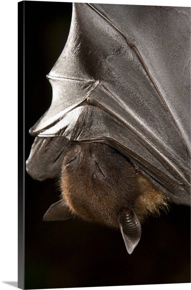 Giant Fruit Bat, Pteropus giganteus, from India. Shot in captivity in typical roosting/grooming pose while hanging upside ...