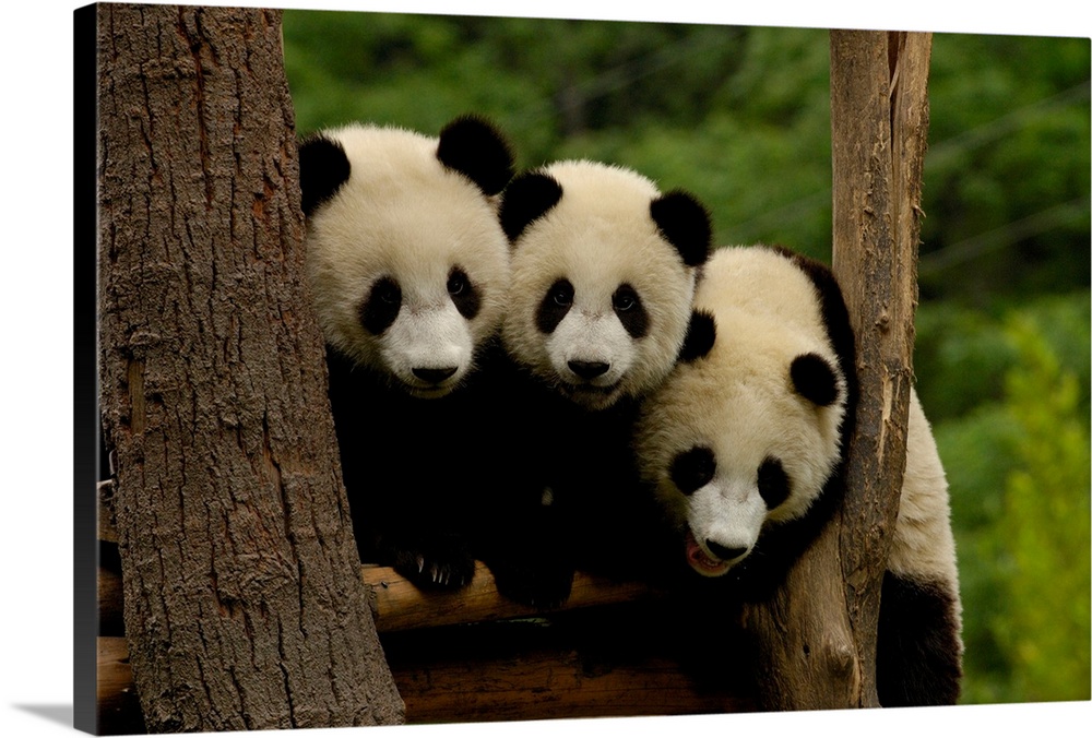 Giant panda babies (Ailuropoda melanoleuca) Family: Ailuropodidae. Wolong China Conservation and Research Center for the G...