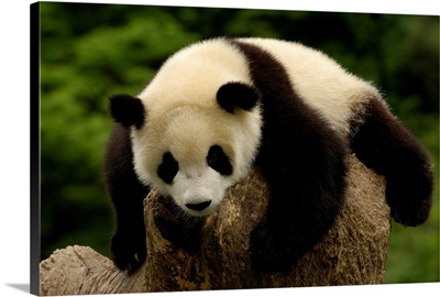 Giant Panda Baby, Wolong China Conservation And Research Center