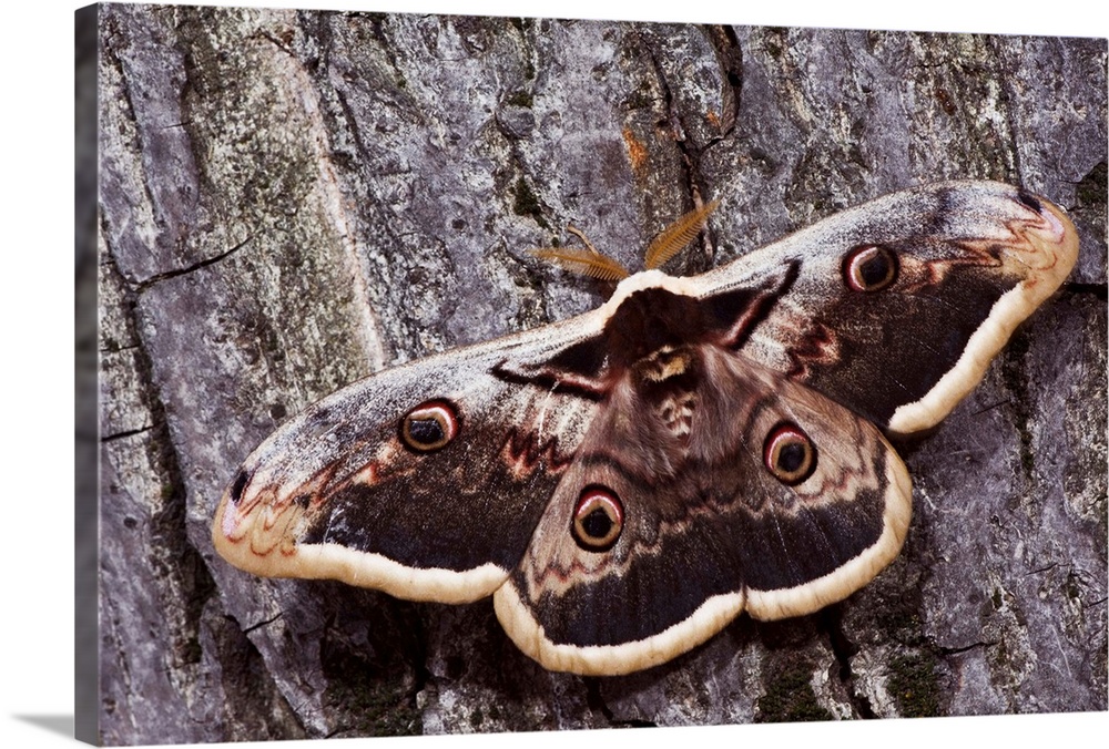 Giant Peacock Moth, Saturnia pyri, adult on bark, Europe's largest moth, National Park Lake Neusiedl, Burgenland, Austria,...
