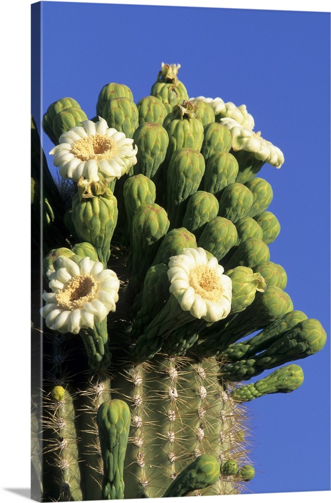 Giant saguaro cactus (Cereus giganteus) in bloom, Saguaro National Park, Tucson, Arizona.