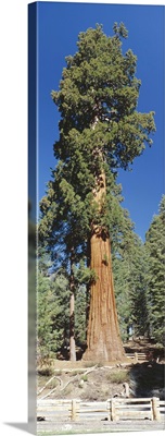 Giant Sequoia tree in Giant Forest, Sequoia Kings Canyon Nat'l Park, CA