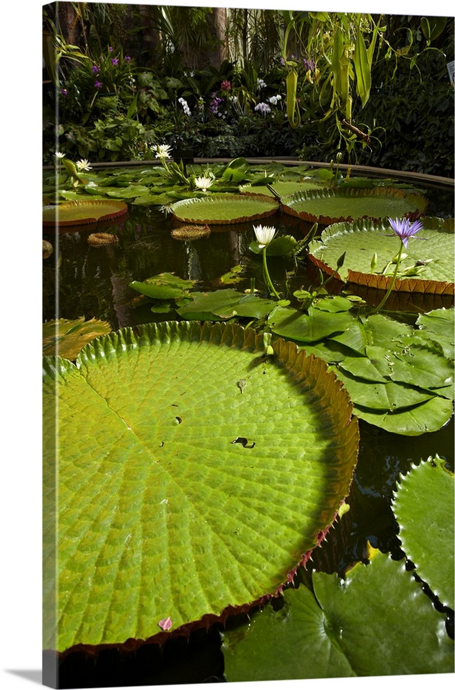 Giant water lilies, Wintergardens, Auckland Domain, Auckland, North Island, New Zealand.