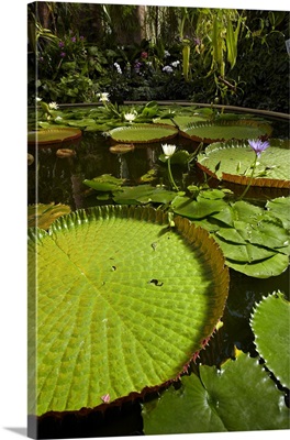 Giant water lilies, Wintergardens, Auckland Domain, Auckland, North Island, New Zealand