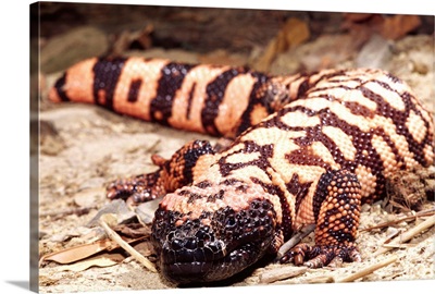 Gila Monster, Heloderma suspectum, Native to South Western US