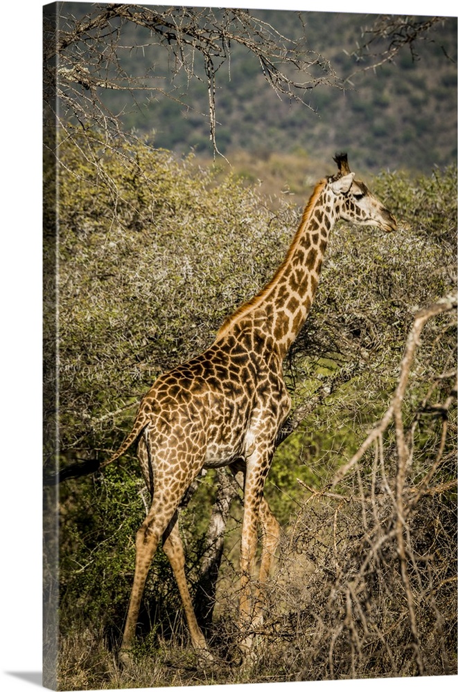 Africa, Kenya, Chyulu Hills, Old Donyo Wuas Lodge, Mbirikani.