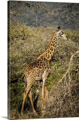 Giraffe, Kenya, Chyulu Hills, Old Donyo Wuas Lodge, Mbirikani