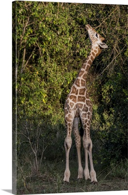 Giraffe, Kenya, Nairobi, Langata, Hog Ranch