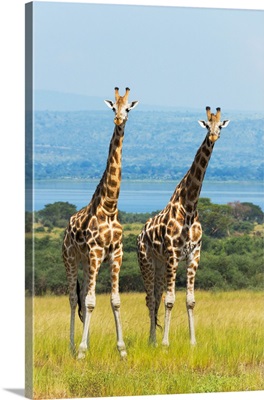 Giraffes on the savanna, Murchison Falls National park, Uganda