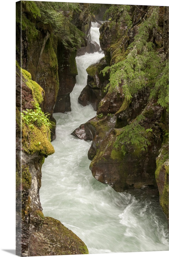 USA, North America, Montana. Glacier National Park, Montana, USA, Avalanche Creek Accessible Via A Mostly Boardwalk Trail ...