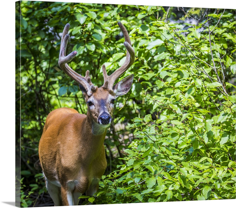 Glacier National Park, Montana, White-Tailed Deer