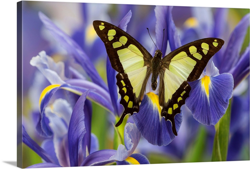 Glassy Bluebottle Butterfly, Graphium cloanthus sumatranum.