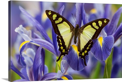 Glassy Bluebottle Butterfly, Graphium cloanthus sumatranum