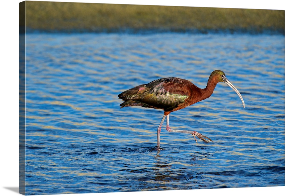 USA, California, Los Angeles. Glossy ibis in breeding plumage