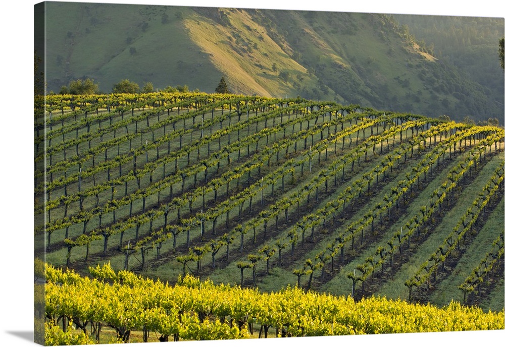 Sun light makes vines glow in vineyard of Gold Hill Vineyard and Brewery above American River Canyon. North America, USA, ...