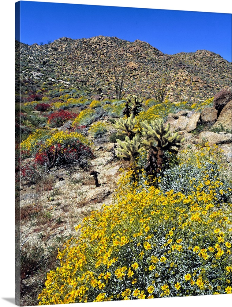 USA, California, Anza-Borrego Desert State Park. Golden brittlebrush grows in the arid soil of Anza-Borrego Desert State P...