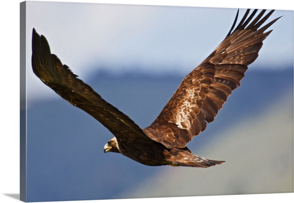 Golden Eagle (Aquila chryseatos) adult in flight, an endangered species of raptor